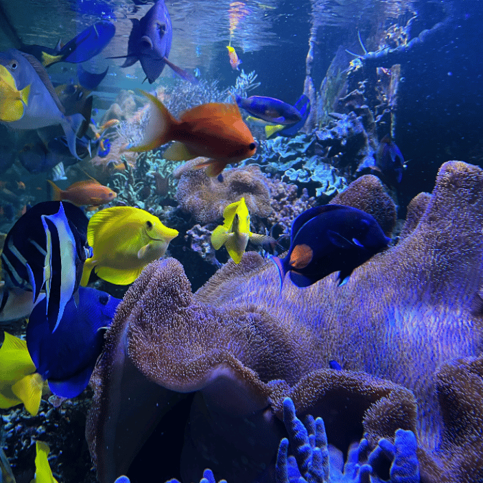 1000GALLON REEF