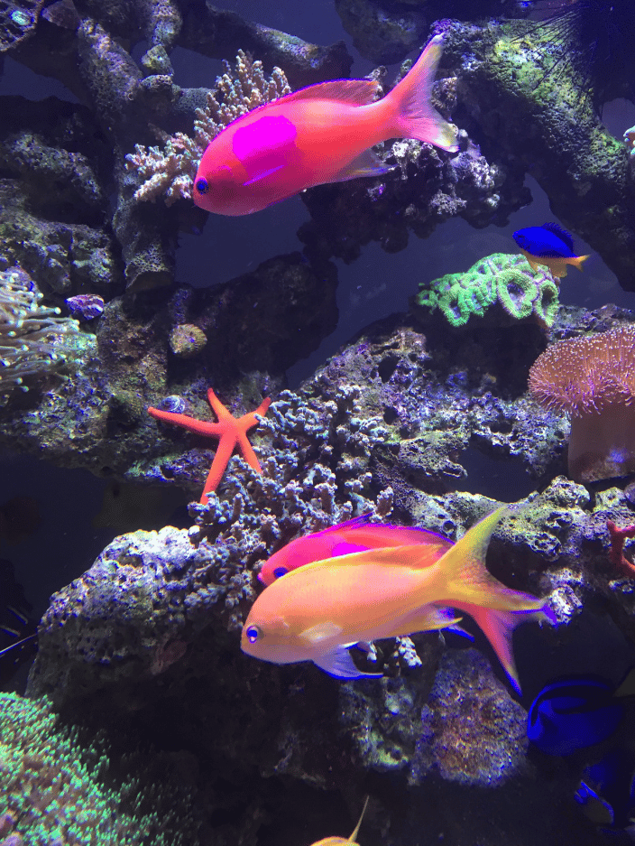 1000GALLON REEF