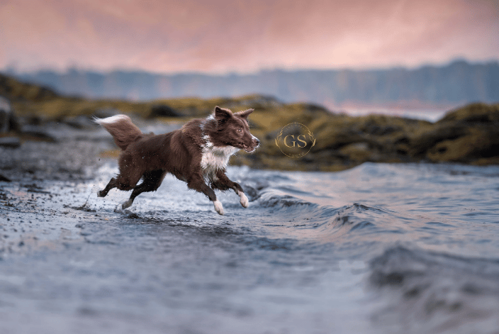 Border Collie, Mine, running through a gorgeous Maine Sunset