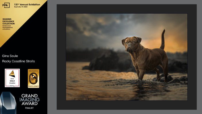 Nala the French Mastiff - GIA Nominated Image