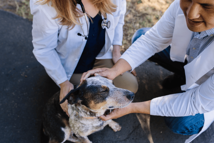 Vets and Pet