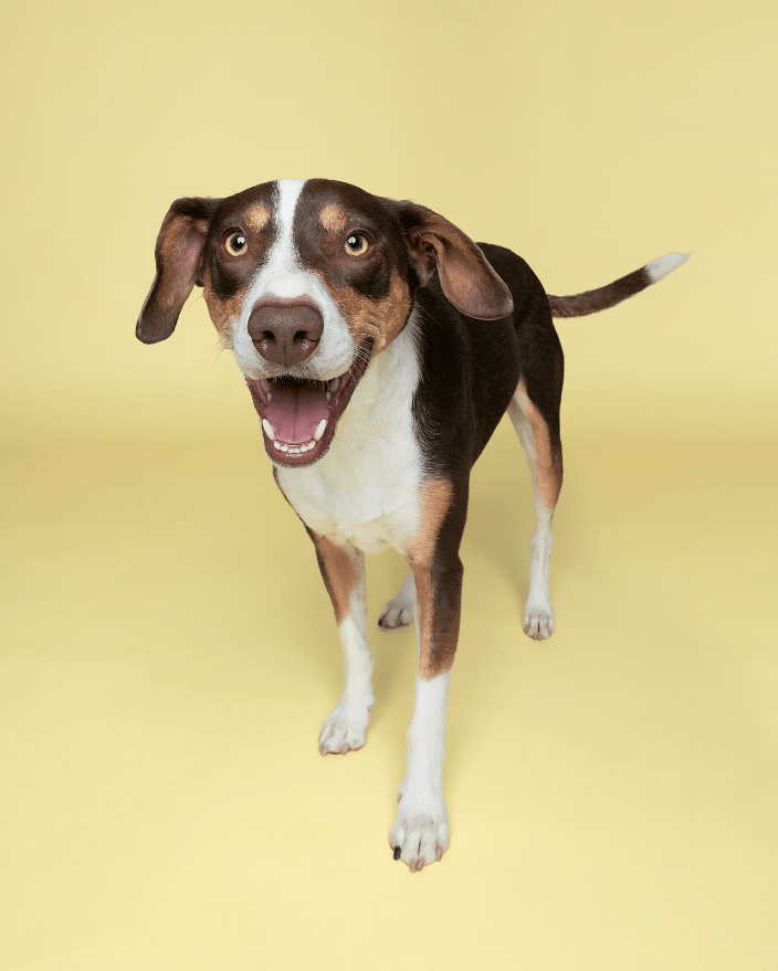 Dog on yellow background by Paw Print Studio Sara Huber