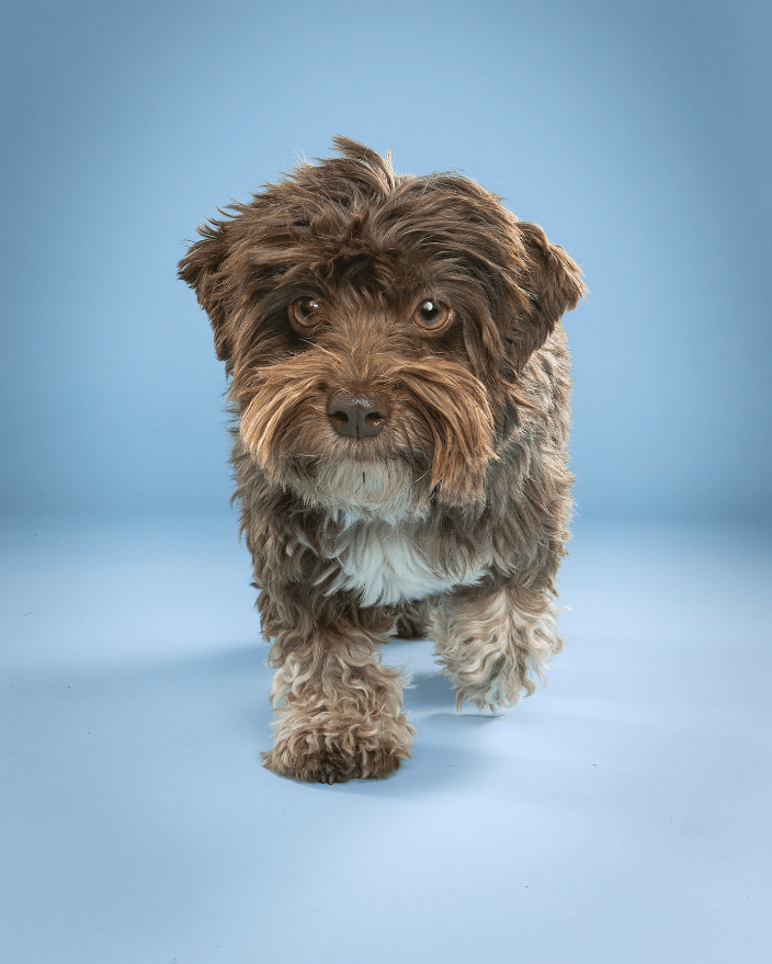 Dog on blue background by Paw Print Studio Sara Huber
