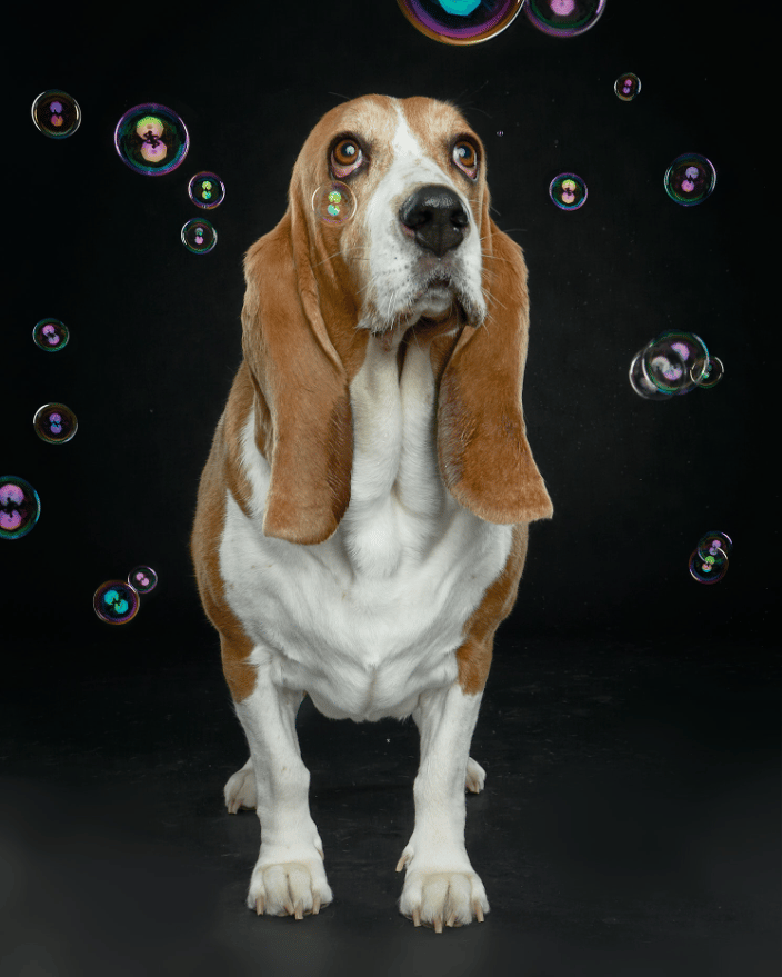 Dog on a black background by Paw Print Studio Sara Huber