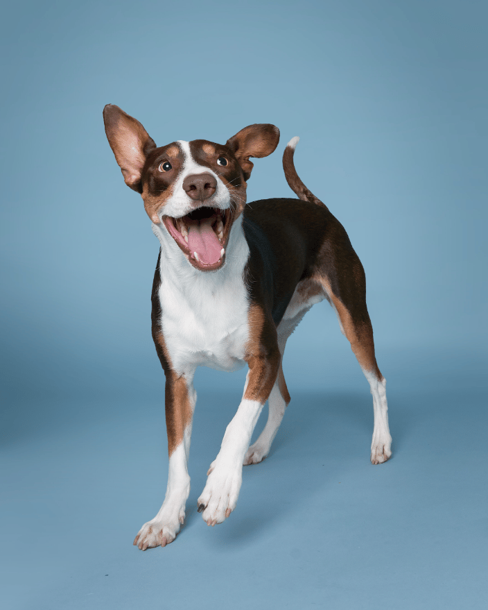 Dog on a blue background by Paw Prints Studio Sara Huber