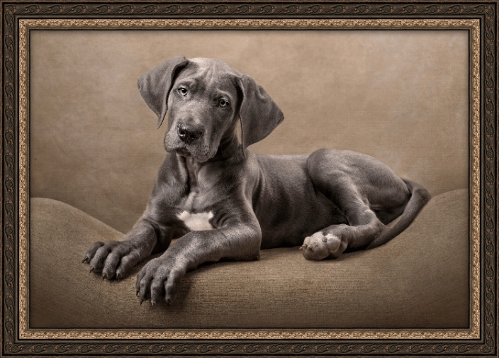 Puppy