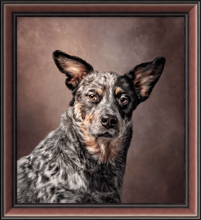 Cattle Dog