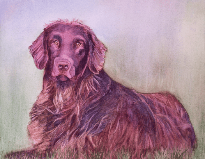 Irish Setter