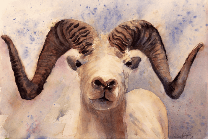 Mountain Ram  " The Mountain King"