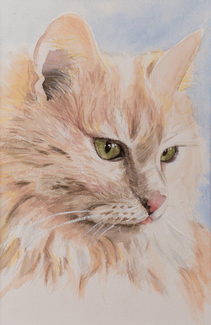 My cat Suni