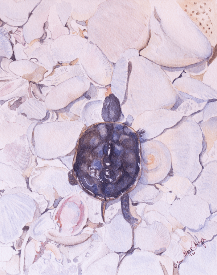 Turtle
