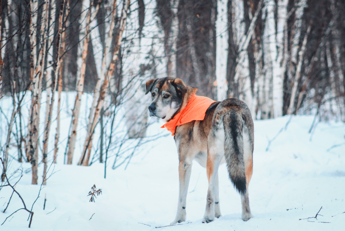 Off Leash Dog Checking in with Guardian