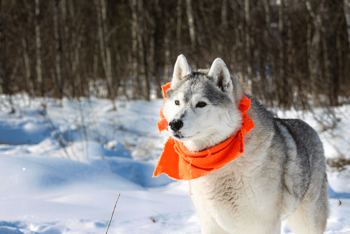 Off Leash Husky in the snow