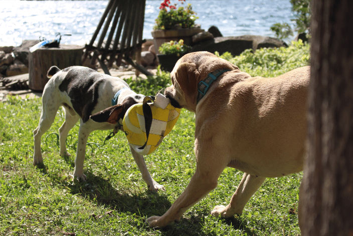 Dog's at play