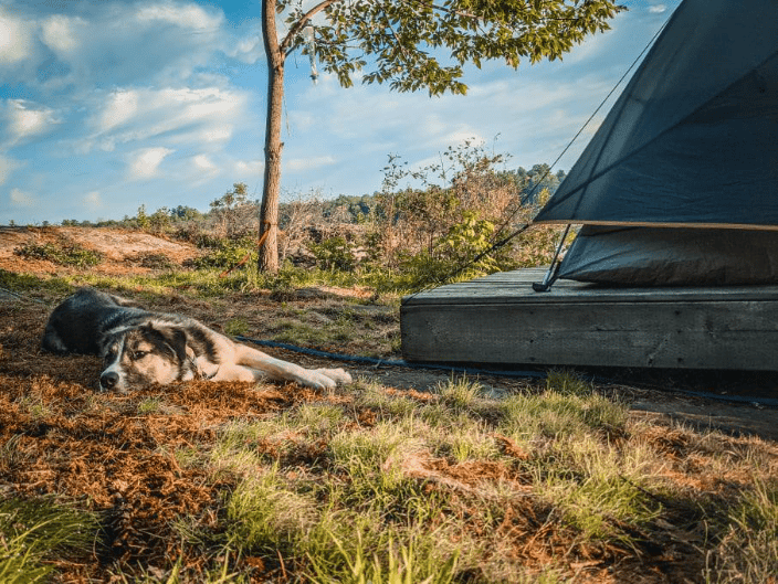 Dog relaxing at camp site