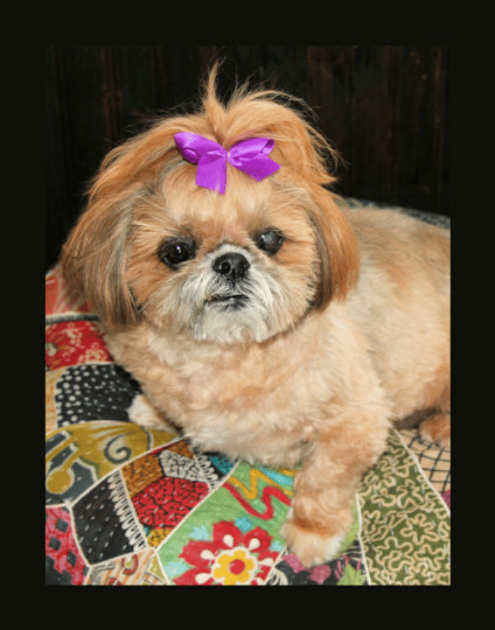 shih tzu #1
