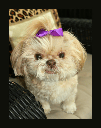 shih tzu #2