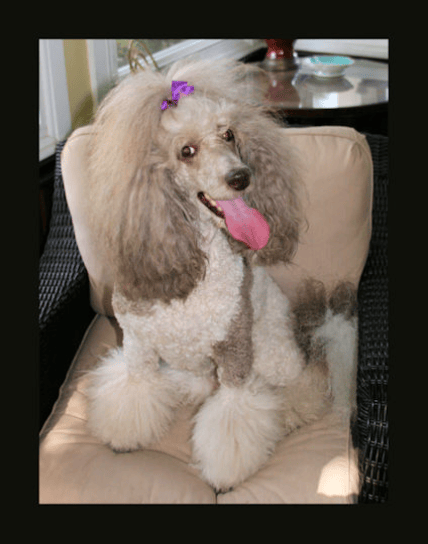 Standard poodle