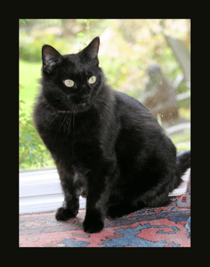 Black cat