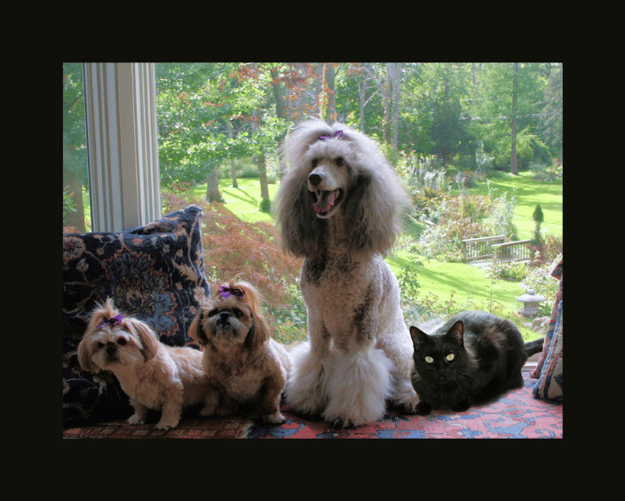 Group photo, two shih tzus, standard poodle and black cat (cat photoshopped in)