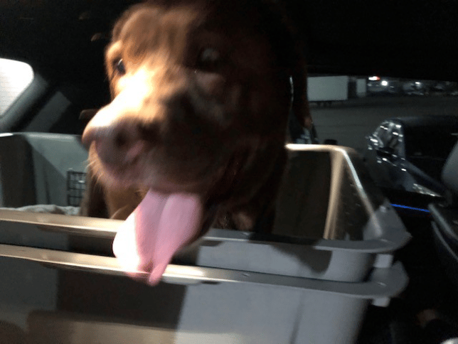 Lollie arrived in San Juan, Puerto Rico from California!