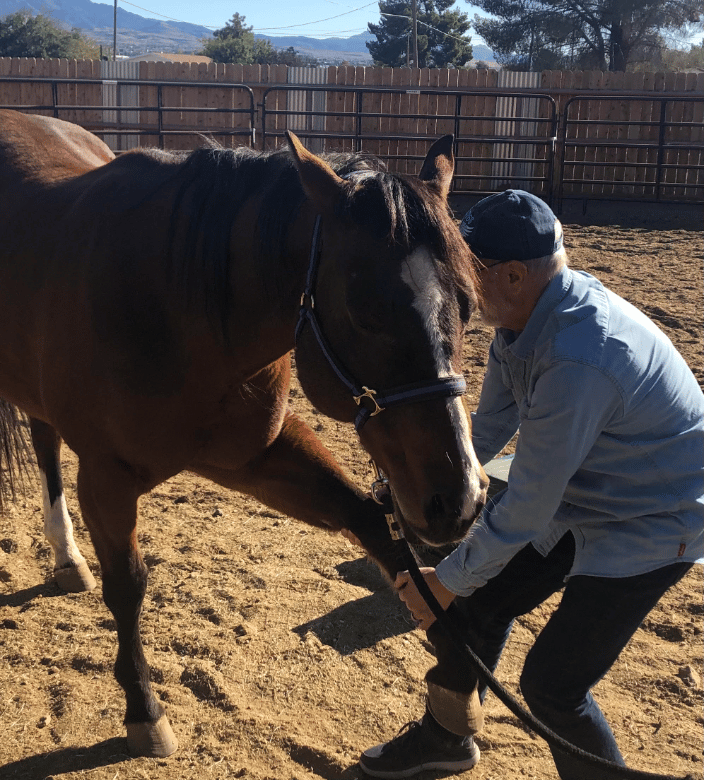 Dr. Stewart performing front left leg adjustment