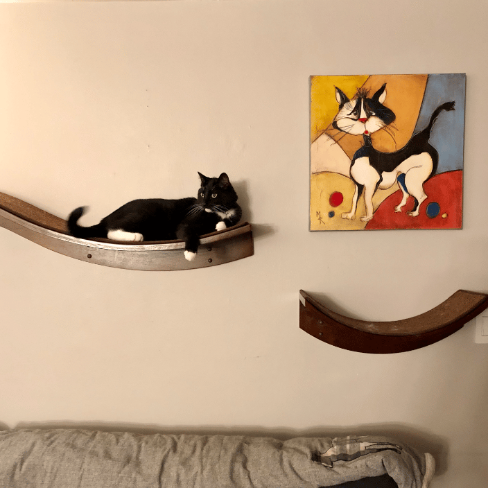 Franky on a cat shelf in my home