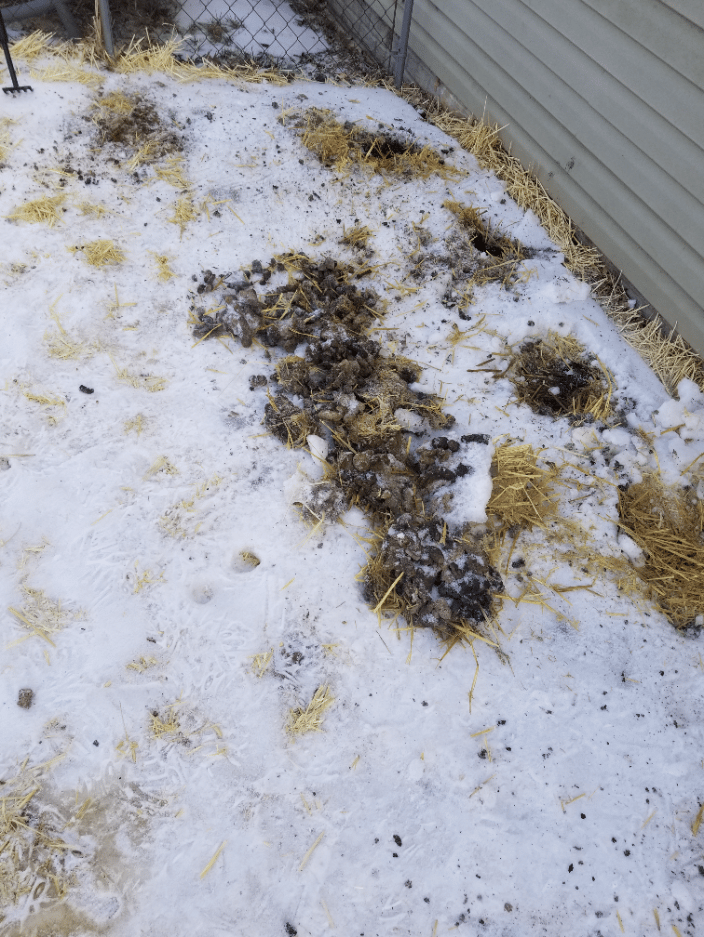 #scooppatrol pet waste removal