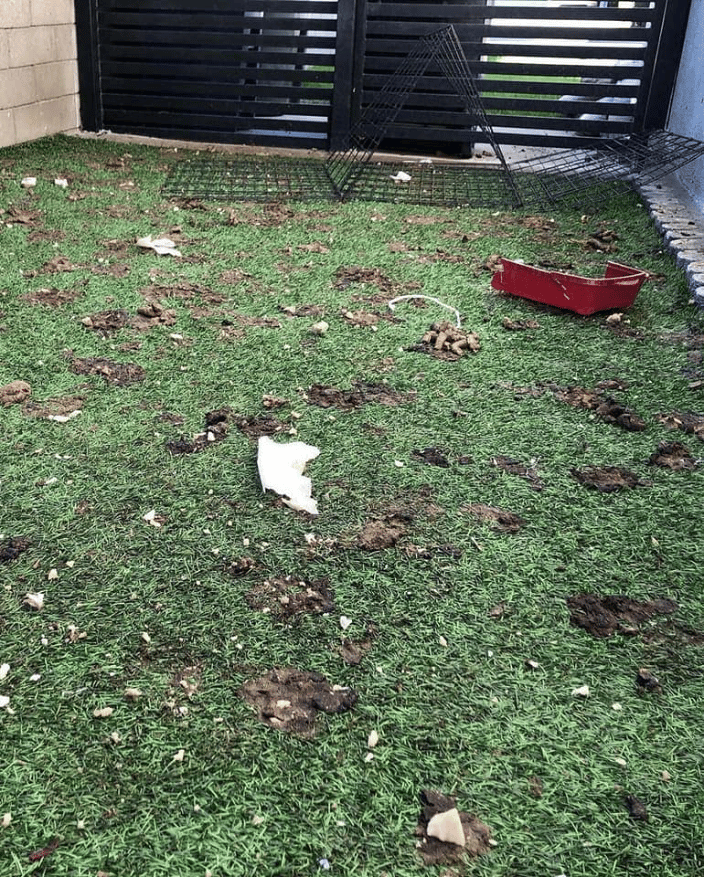 #scooppatrol pet waste removal