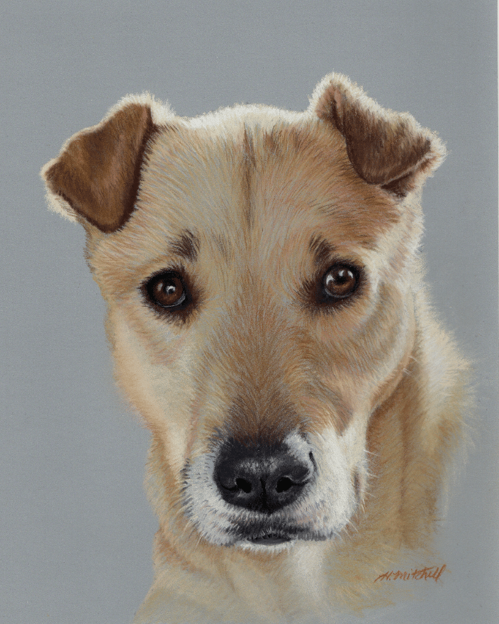 Pet Portrait in pastel by Heather Mitchell