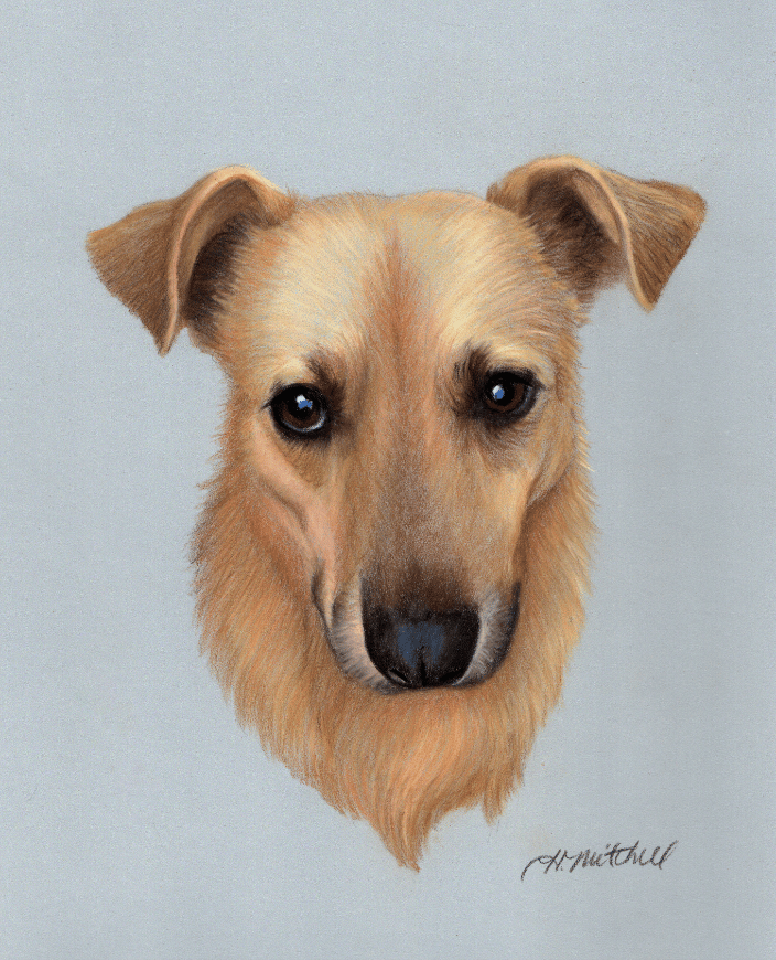 Pastel portrait of a dog by Heather Mitchell