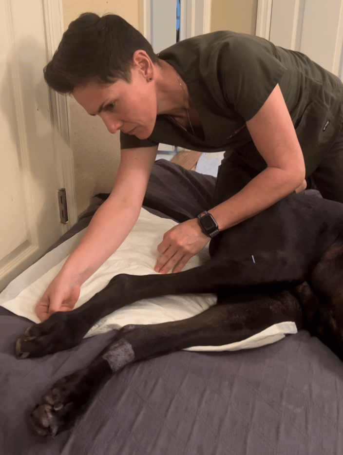 Dr A giving acupuncture to Molly who had an FCE (spinal cord stroke)
