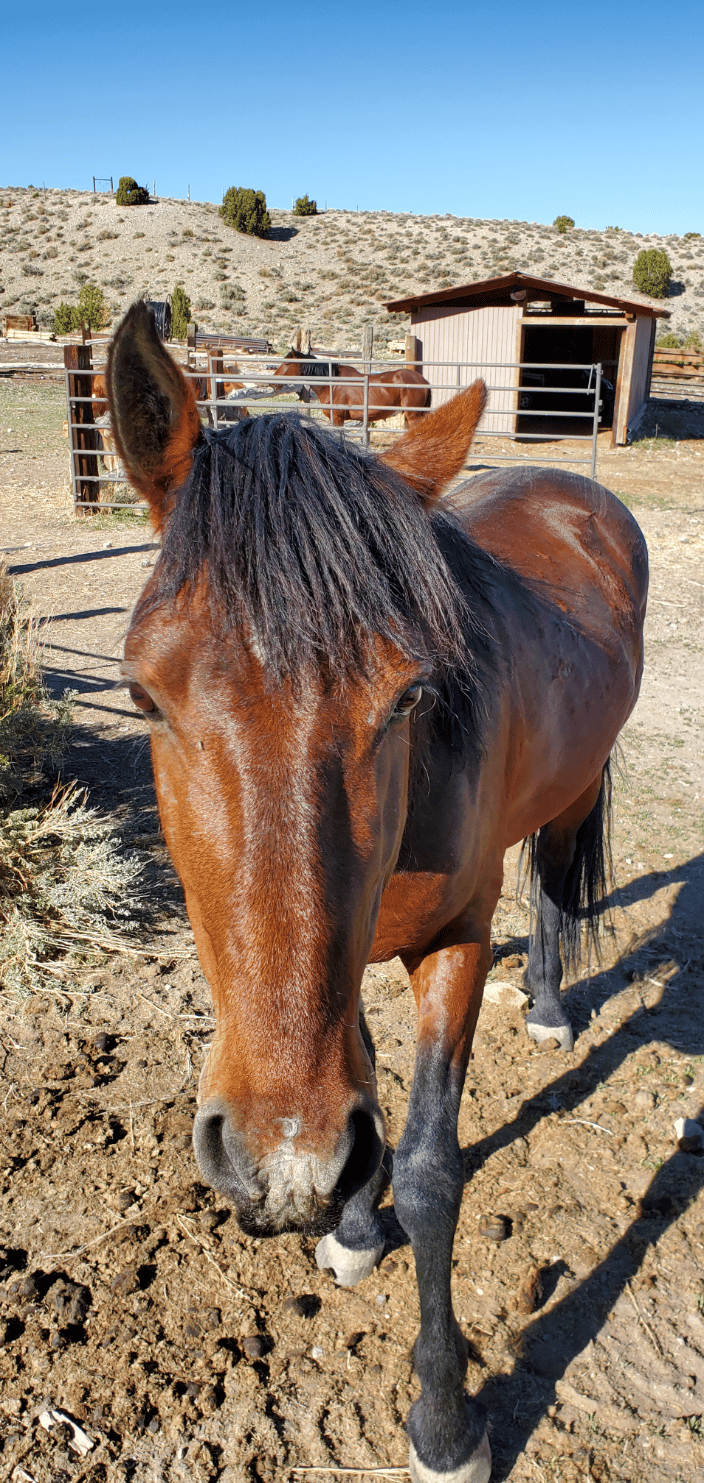 Gunner, a Wild Mustang in Nevada