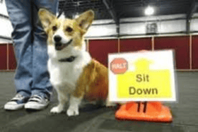 Rally Dog