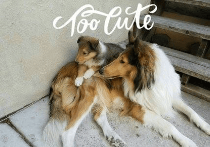 Cute Dogs