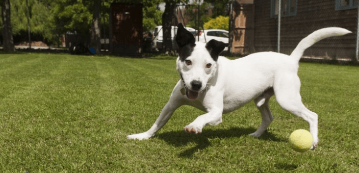 Dog Playing