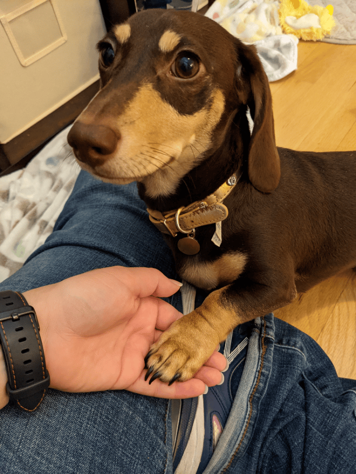 Training touch to help with nail trimming.