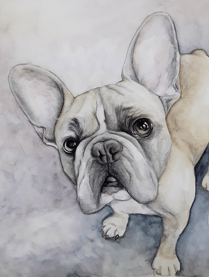 French bulldog