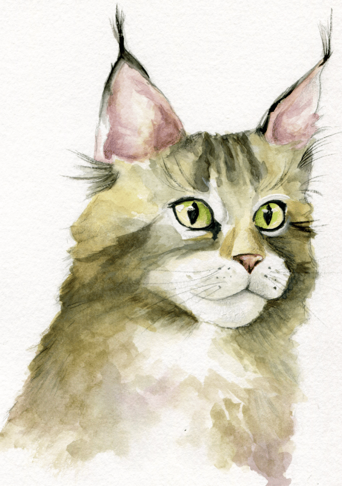 Maine Coon Cat