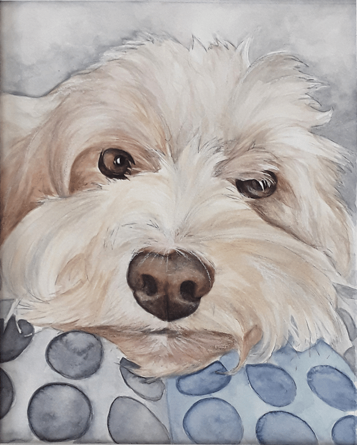 Cavachon