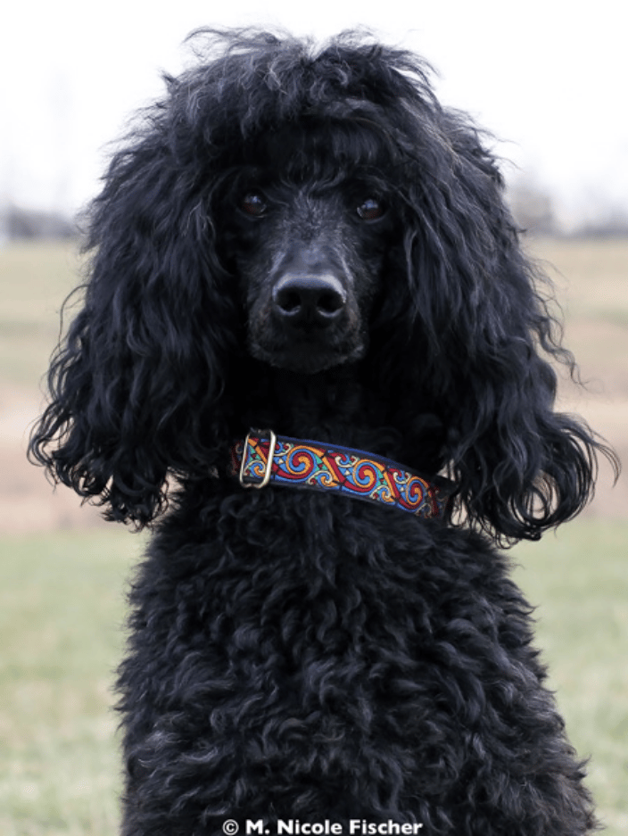 topr performing obedience, rally and agility poodle, Lily