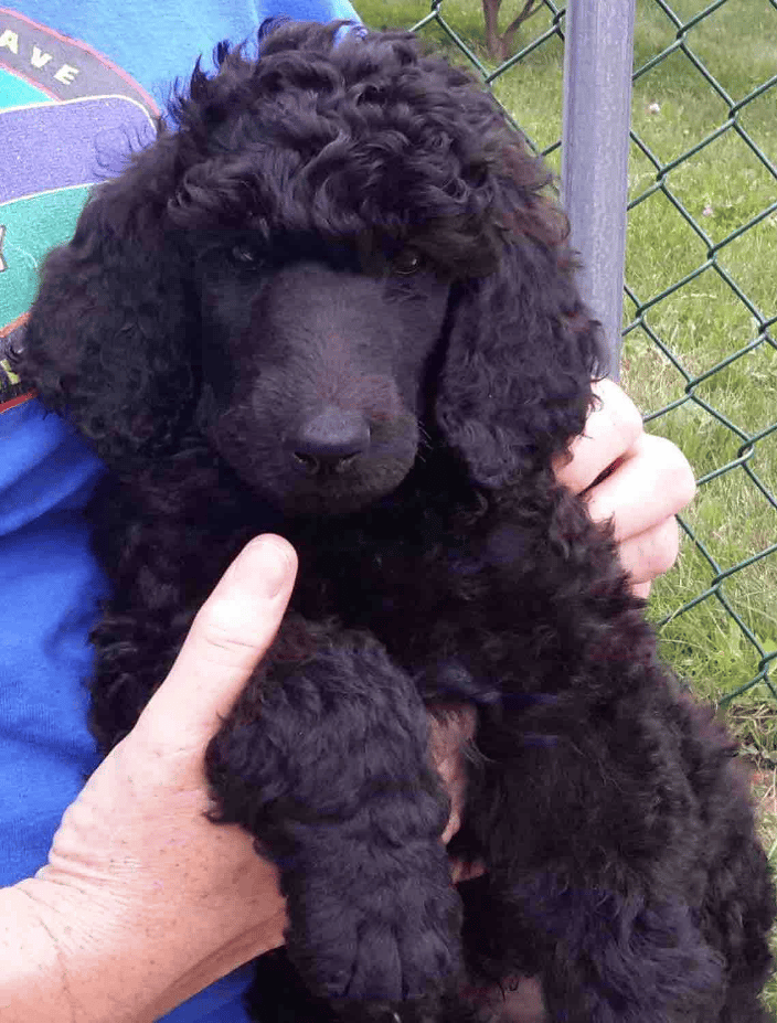 Javelin as a puppy