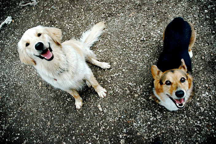 Happy Dogs! What we like to see :)