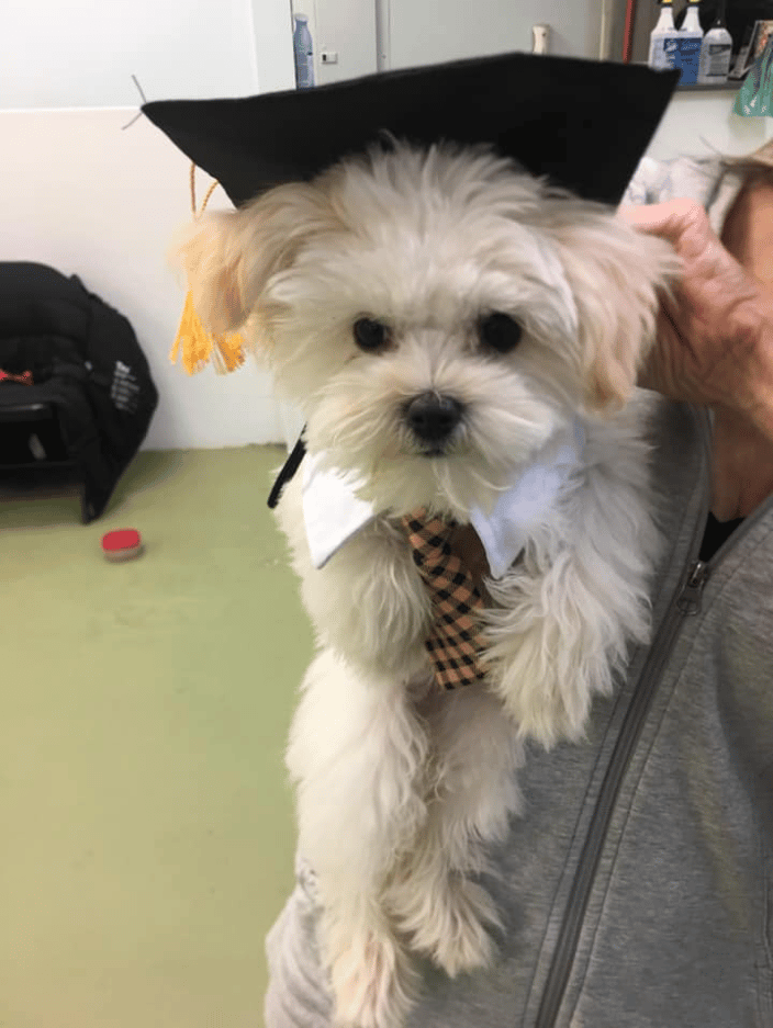 puppy graduate