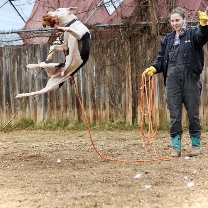 training a shelter dog