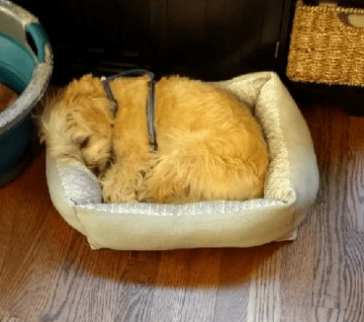A client's dog after a training session - very tired!