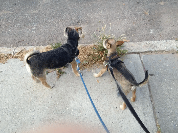 My Dogs
