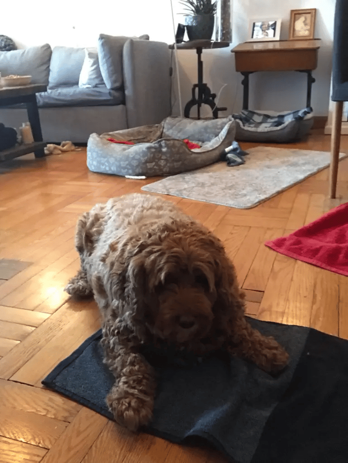 A Rover customer's dog