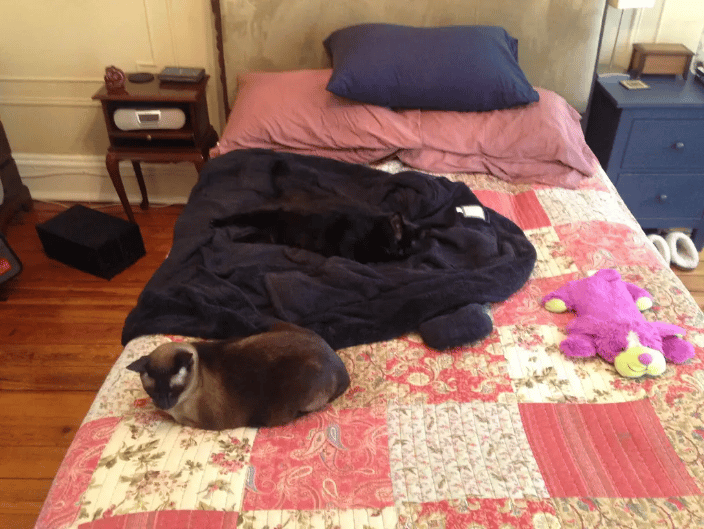 A former colleagues cats