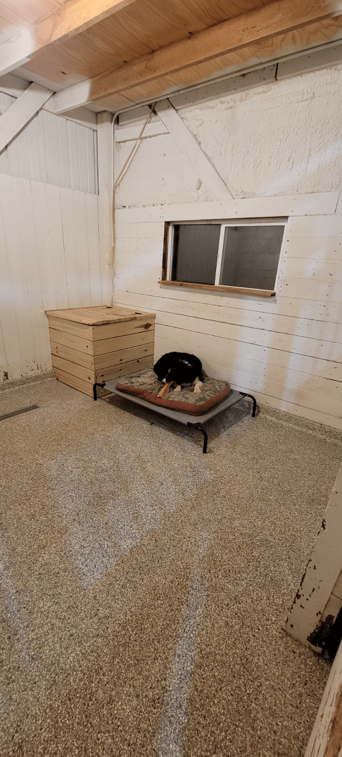 View from the family pet cam